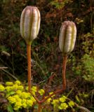 Lilium pumilum