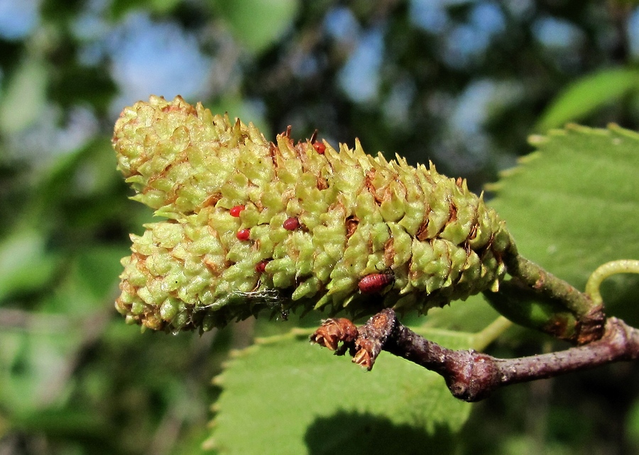 Изображение особи род Betula.