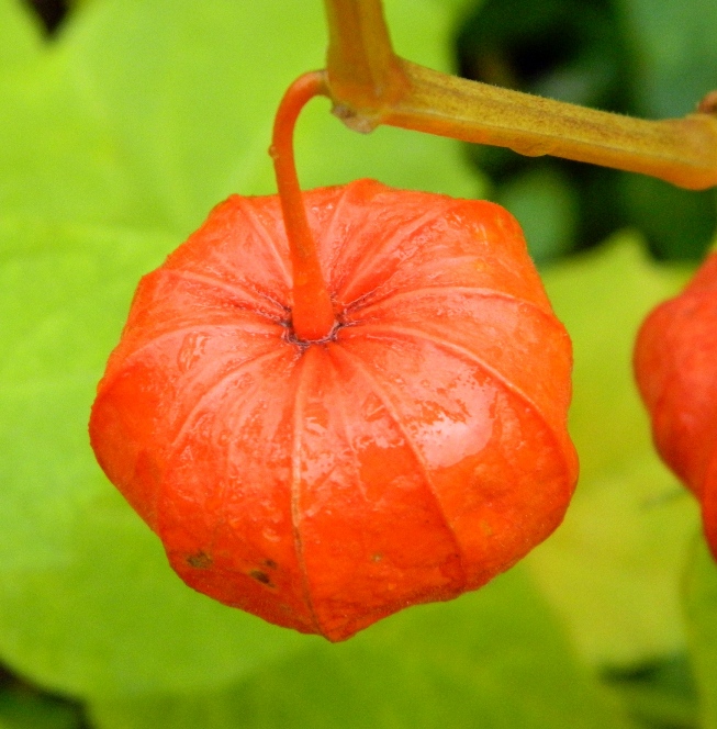 Image of Alkekengi officinarum specimen.