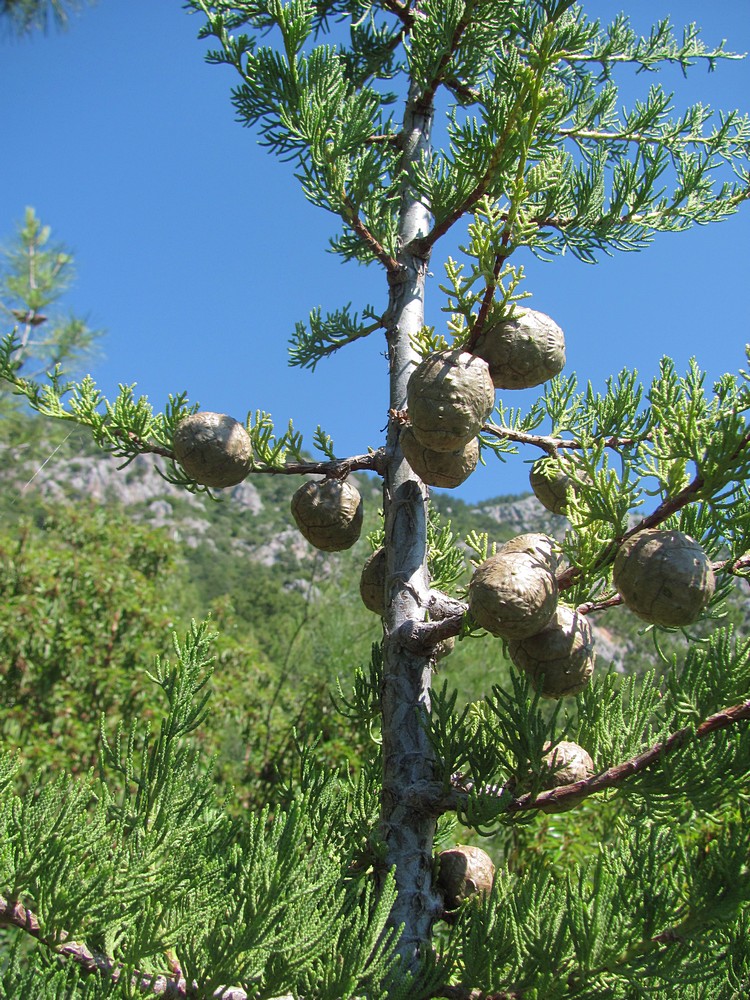 Изображение особи Cupressus sempervirens.