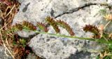 Echinochloa crus-galli. Соплодие. Венгрия, г. Будапешт, набережная Дуная, на бетонных ступеньках спуска к воде. 01.09.2012.