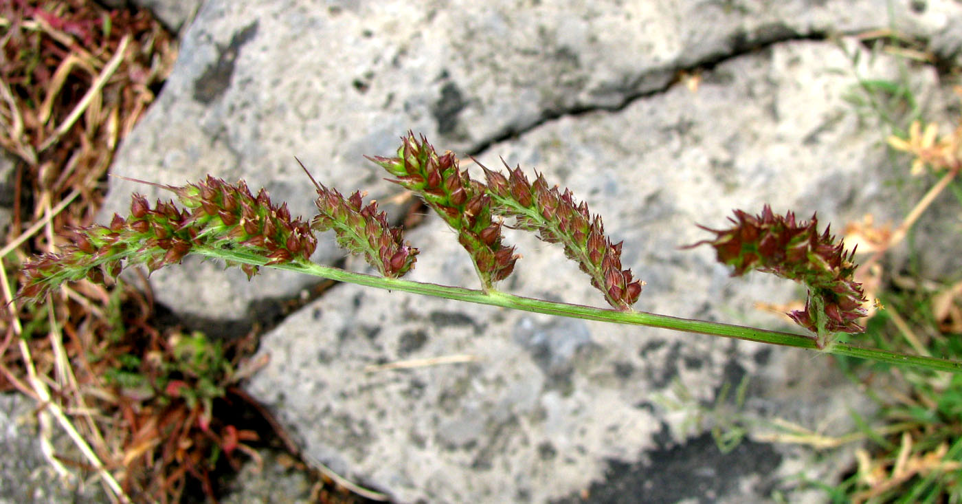 Изображение особи Echinochloa crus-galli.