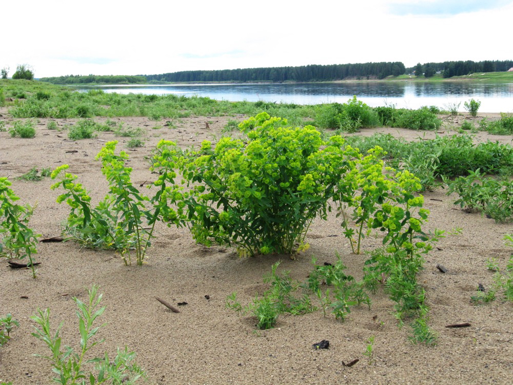 Изображение особи Euphorbia borodinii.