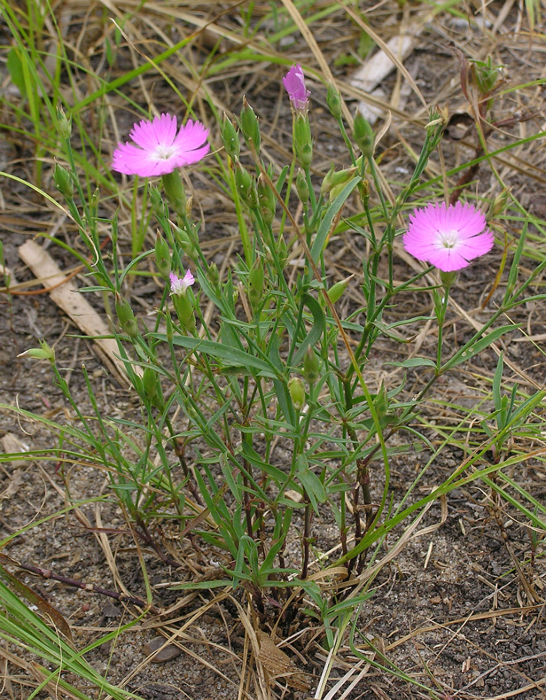 Изображение особи Dianthus pratensis.