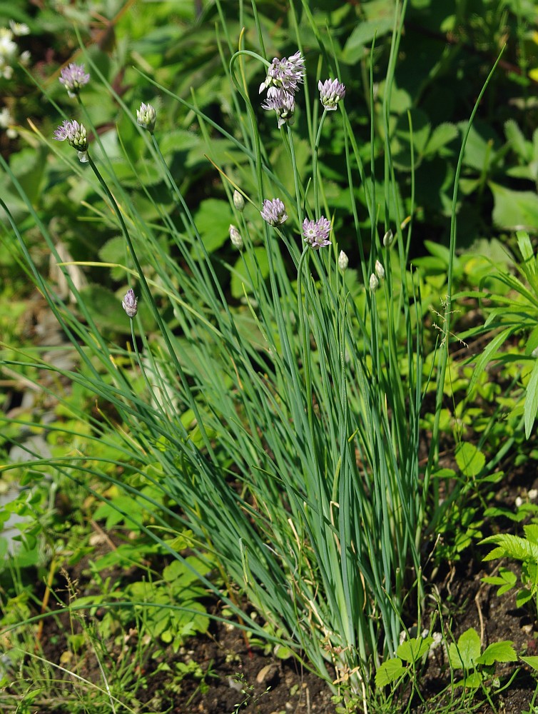 Image of Allium ledebourianum specimen.