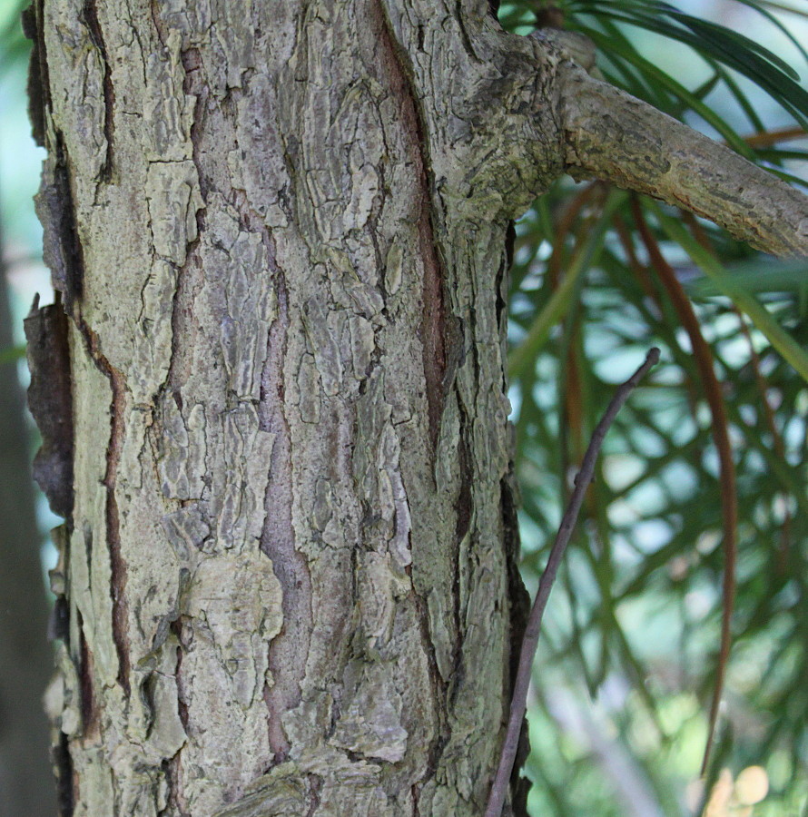 Image of Sciadopitys verticillata specimen.