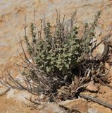 Origanum ramonense. Вегетирующее растение. Israel, Negev Mountains. 16.04.2010.