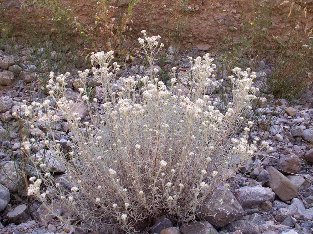 Image of Anaphalis racemifera specimen.