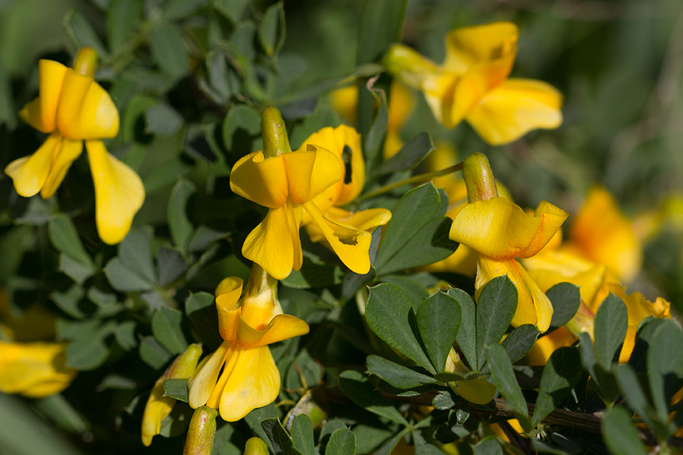 Image of Caragana frutex specimen.