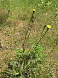 Trommsdorffia maculata. Зацветающее растение на сухом лугу. Ленинградская обл., июнь.