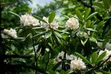 Rhododendron fauriei