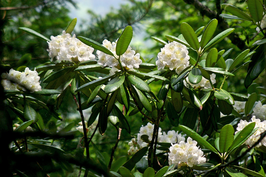 Изображение особи Rhododendron fauriei.