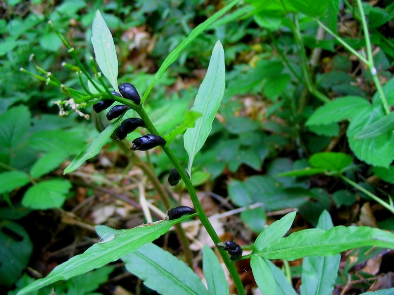 Image of Cardamine bulbifera specimen.