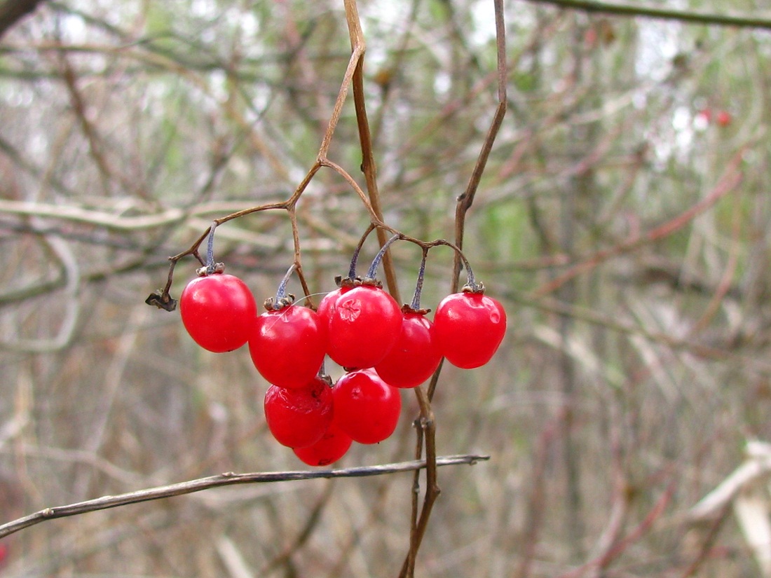 Image of Solanum dulcamara specimen.