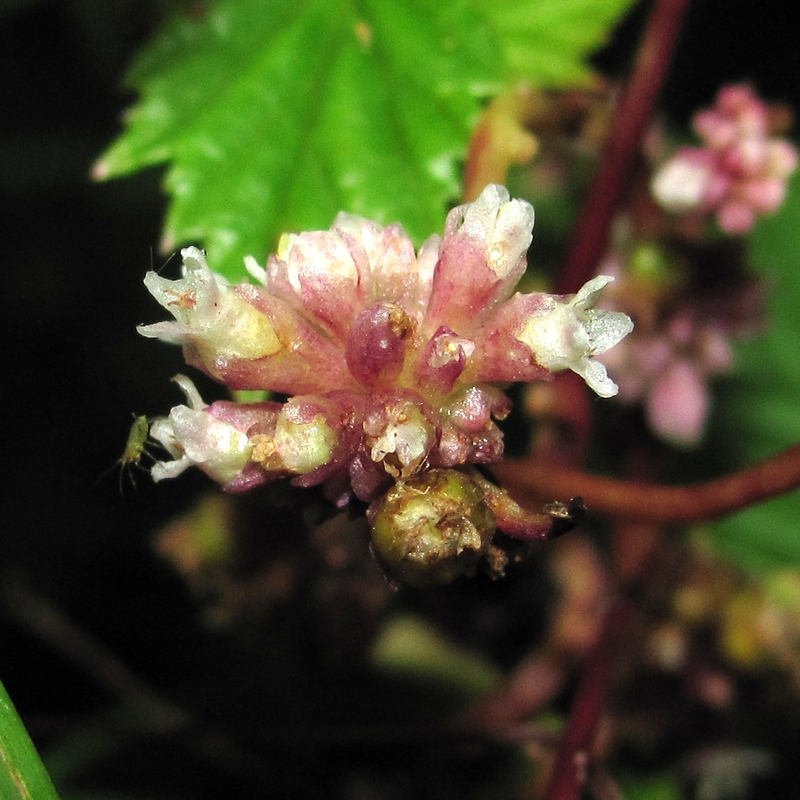 Image of Cuscuta europaea specimen.