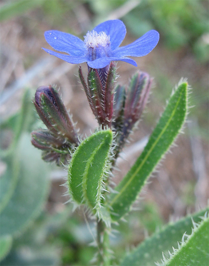 Image of Anchusa strigosa specimen.