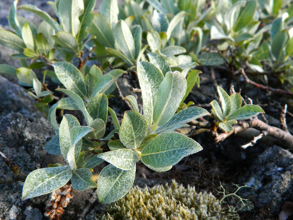 Изображение особи Salix glauca.