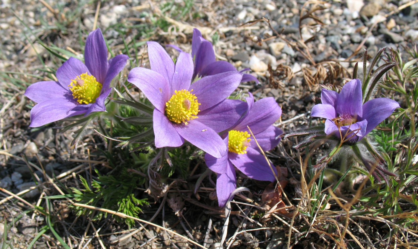 Изображение особи Pulsatilla turczaninovii.