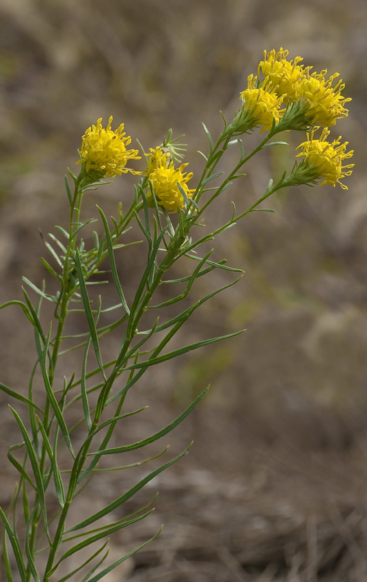 Image of Galatella linosyris specimen.