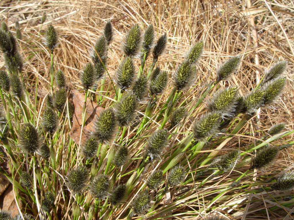 Изображение особи Eriophorum vaginatum.