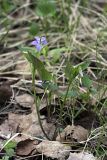 Viola riviniana