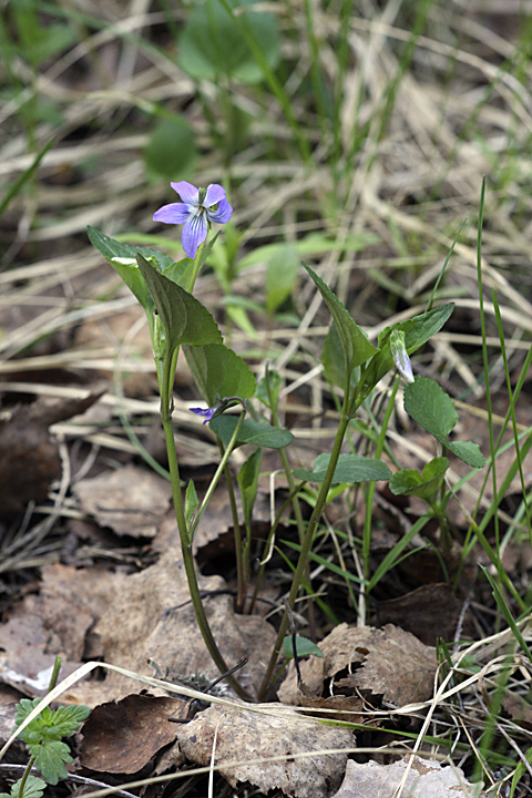 Изображение особи Viola riviniana.