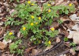 Anemone ranunculoides