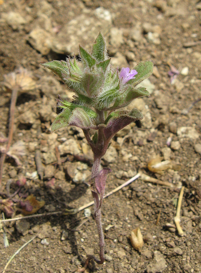 Изображение особи Ziziphora graveolens.