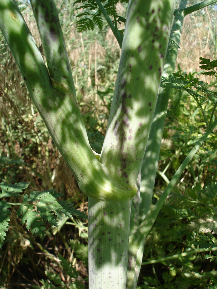 Изображение особи Conium maculatum.