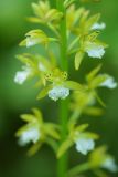 Oreorchis patens