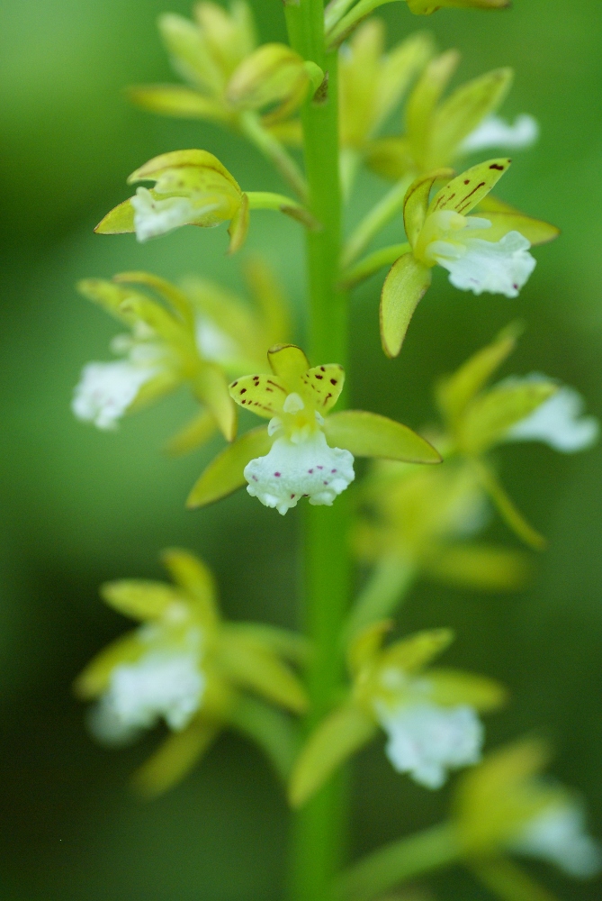 Image of Oreorchis patens specimen.