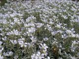 Cerastium biebersteinii