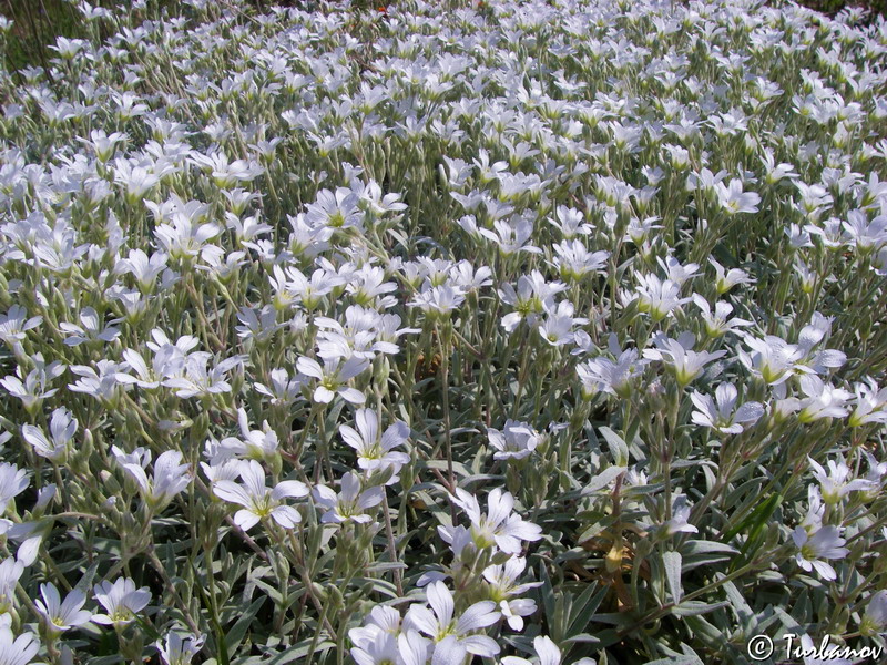 Изображение особи Cerastium biebersteinii.