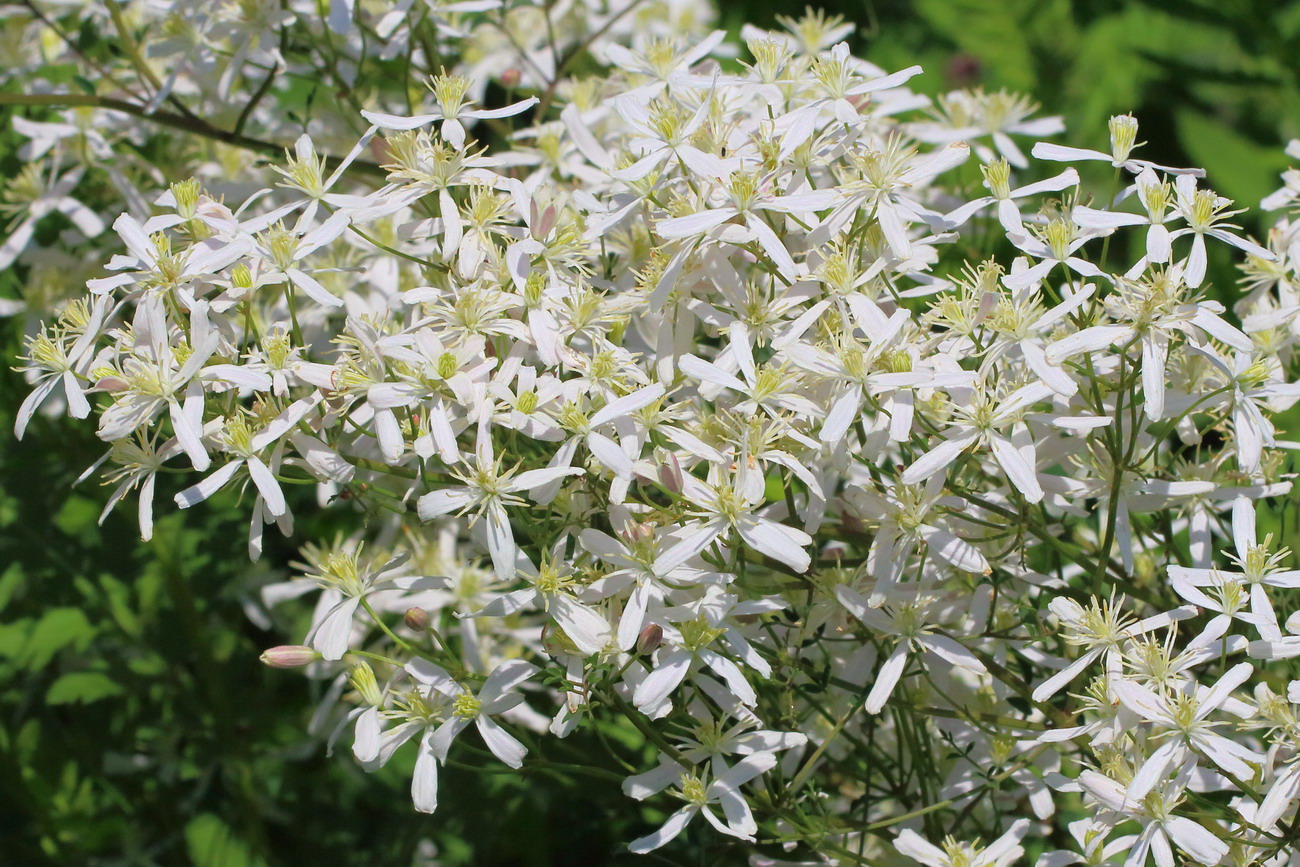 Image of Clematis recta specimen.