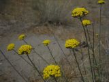 Achillea santolina