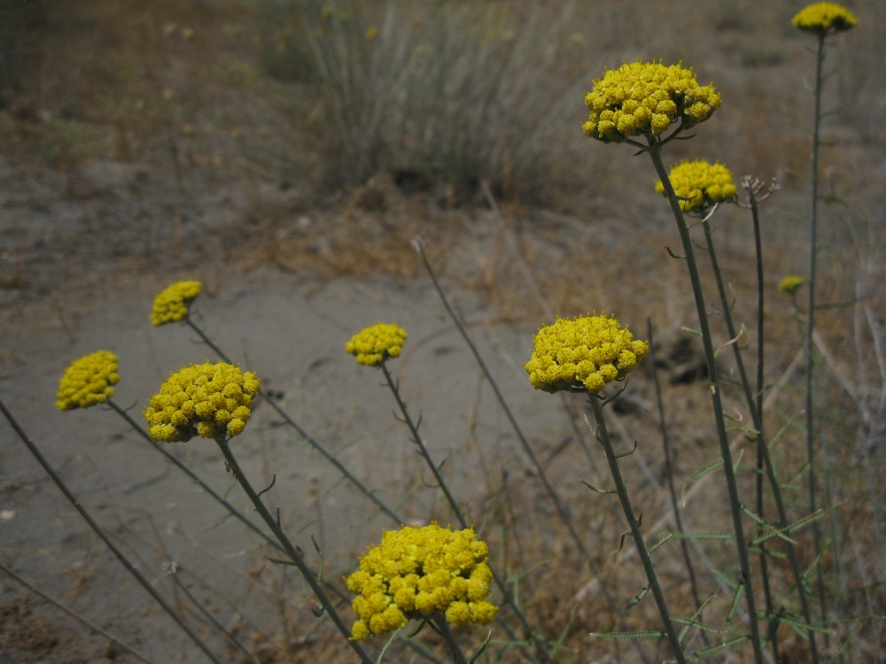 Изображение особи Achillea santolina.