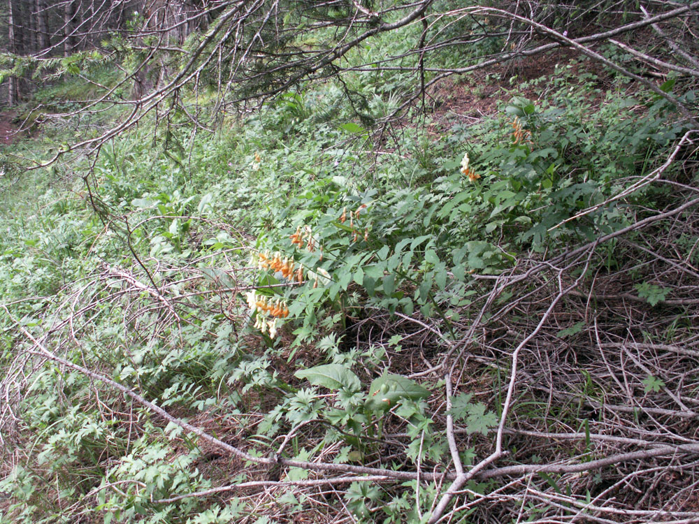 Image of Lathyrus gmelinii specimen.