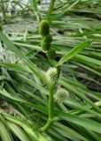 Sparganium emersum