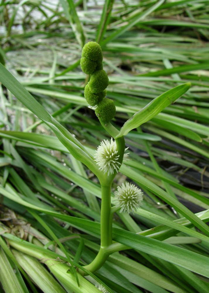 Image of Sparganium emersum specimen.