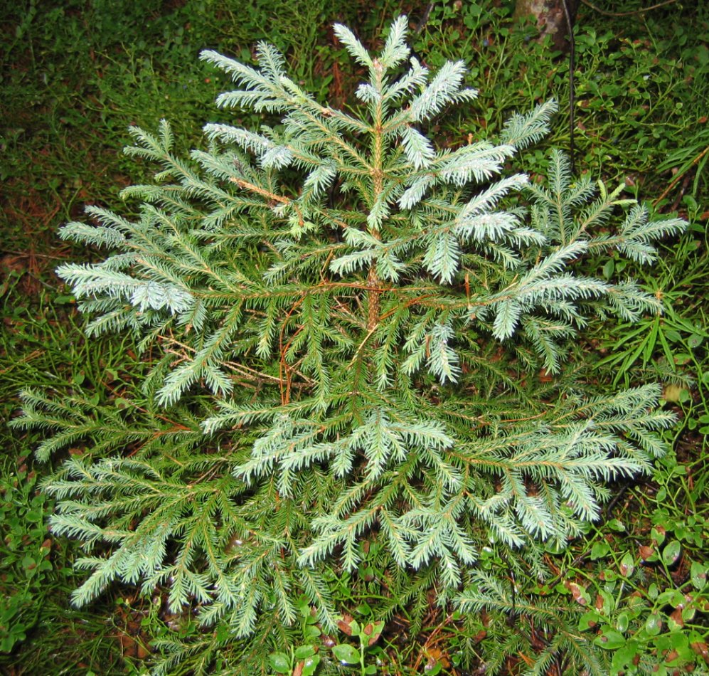 Изображение особи Picea obovata var. coerulea.