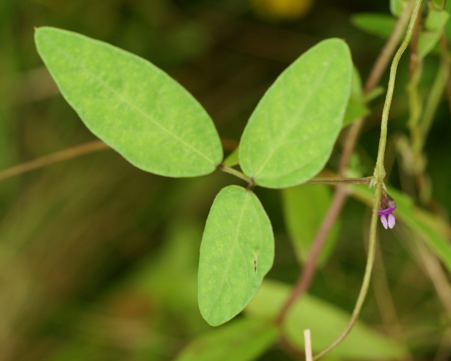 Изображение особи Glycine soja.