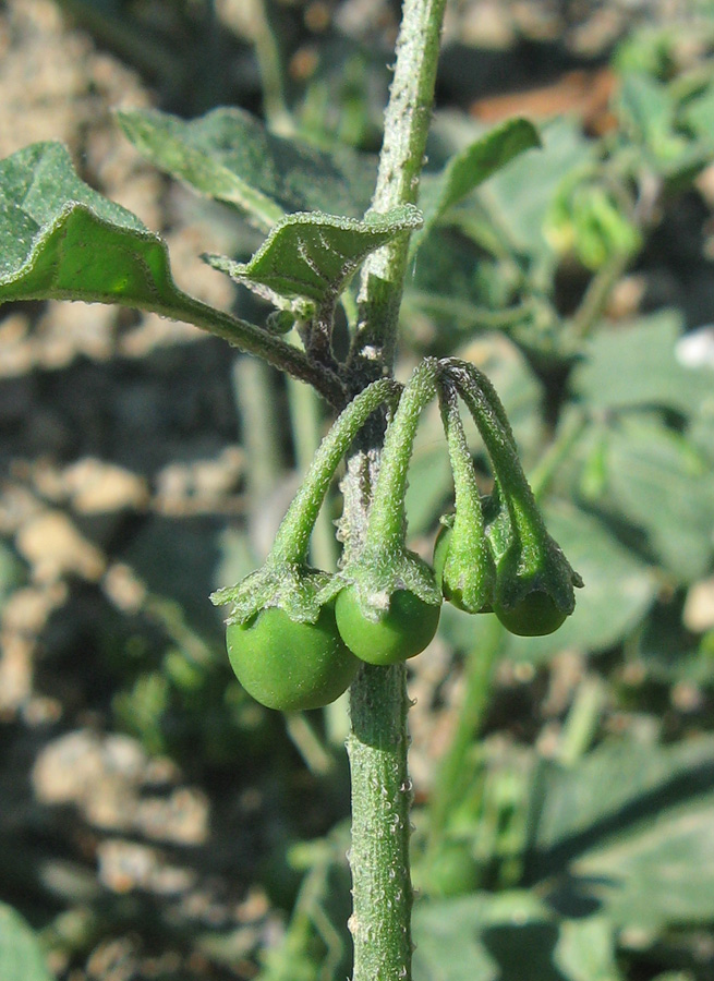 Image of Solanum zelenetzkii specimen.