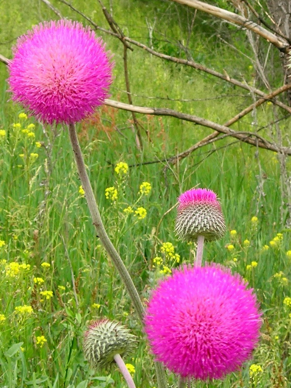 Изображение особи Carduus uncinatus.