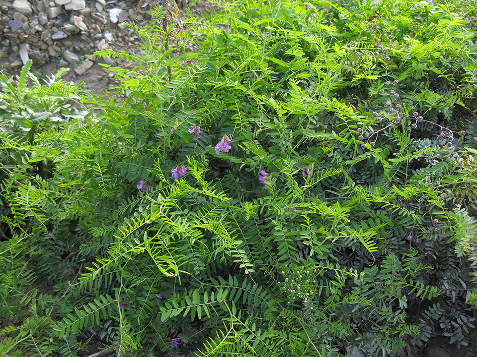 Изображение особи Vicia cassubica.