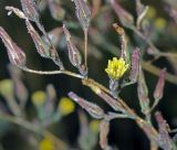 Lactuca serriola