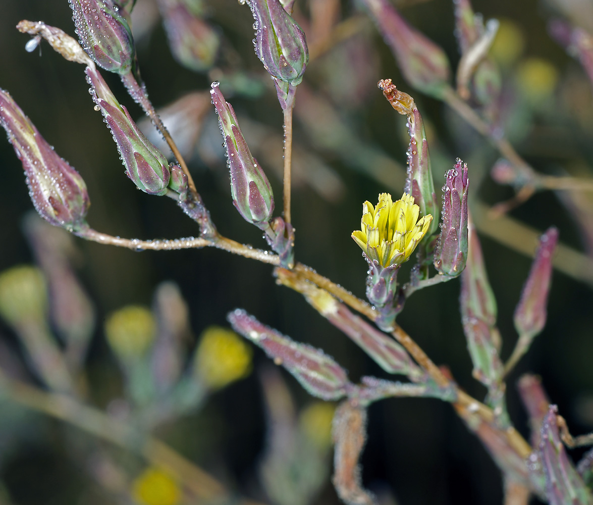 Изображение особи Lactuca serriola.