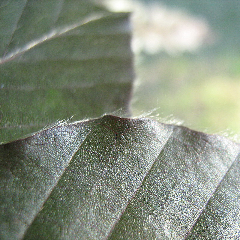 Image of Fagus sylvatica specimen.