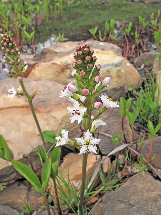 Изображение особи Menyanthes trifoliata.