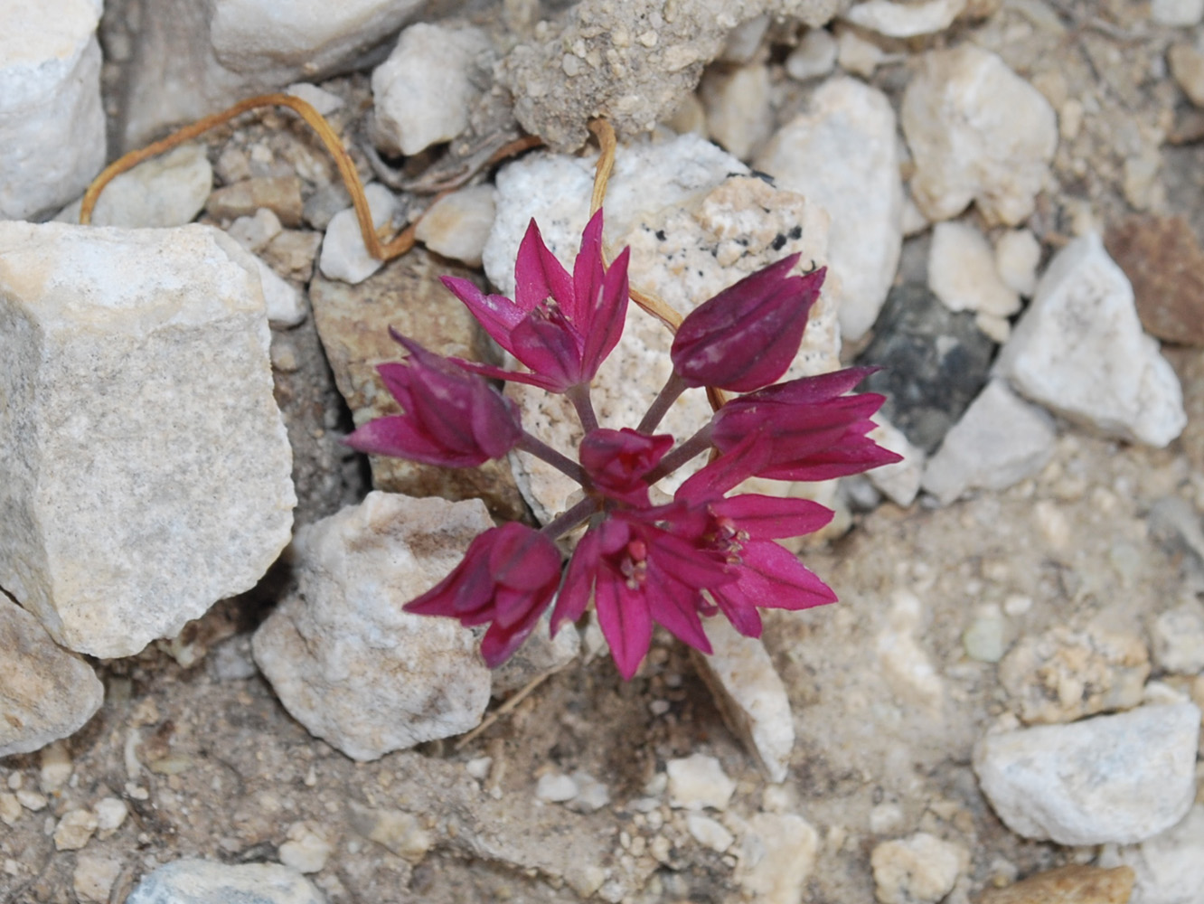 Изображение особи Allium oreophilum.