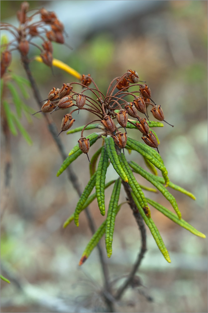 Image of Ledum palustre specimen.